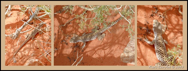 Spotted Lizard