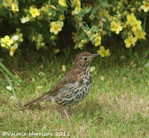 [song-thrush%255B2%255D.jpg]