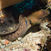 Giant Moray - Photo (c) 104623964081378888743, some rights reserved (CC BY-NC-SA)