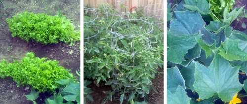 GardenCollage GardenCollage