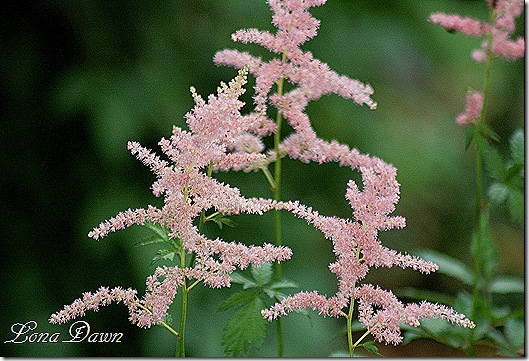 Astilbe_Pinks