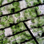 chloroplasts_hypertonic01.jpg