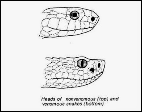 Snakes - venomous vs non-venomous