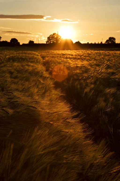 [Summer-Barley-10%255B4%255D.jpg]