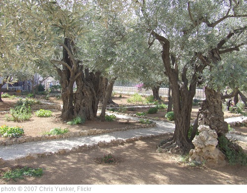 'Garden of Gethsemane' photo (c) 2007, Chris Yunker - license: http://creativecommons.org/licenses/by-sa/2.0/