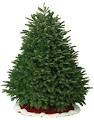 [Nordman%2520Fir%255B2%255D.jpg]