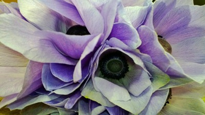 purple anemones | Ideas in Bloom
