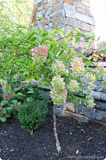 Pee gee hydrangea tree