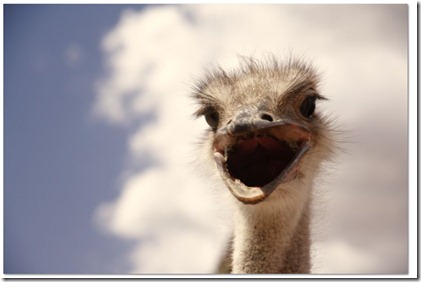 ostrich