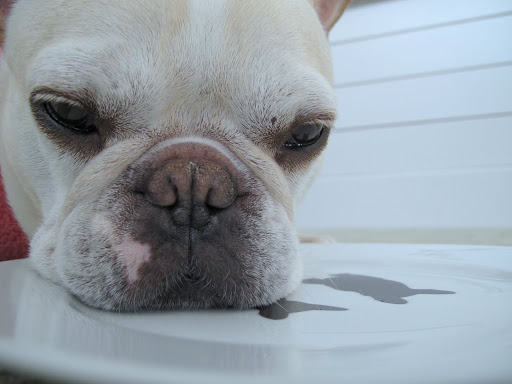 Instead of using a white plate, why didn't they choose a black one and decorate it with white Frenchies, instead?  I feel kind of left out.