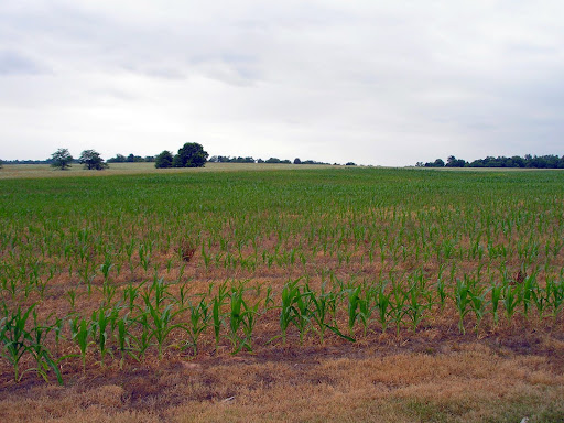 1,800 Confederate cavalry were camped in this field when they were fired on by Union artillery. The fled to the woods to the west (right). (Photo credit: Jeremy Shreckhise)
