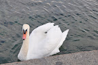 Swan in Lac Leman