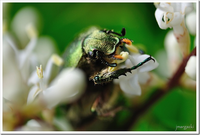 DSC_0339 DSC_0339