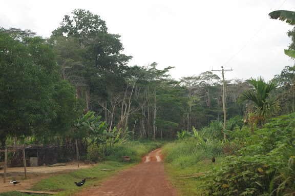 La piste d'Ebogo (Cameroun), 9 avril 2012. Photo : J.-M. Gayman