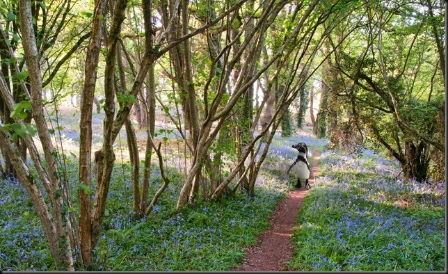 Dippy Bluebells