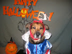 Kyra was horribly abused and had given birth to 22 pups before her 2nd birthday! She was not expected to live initially but much like Faye she never gave up! Here she is as Snow White!