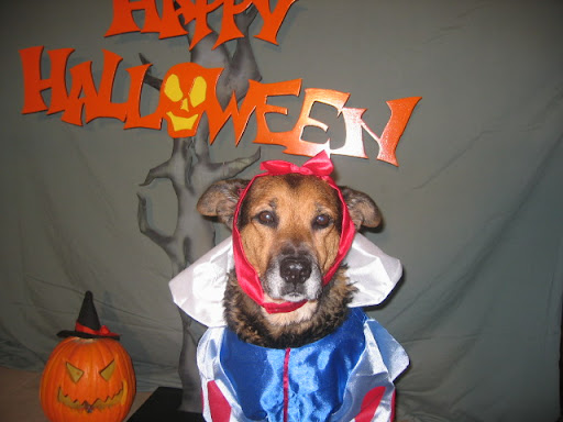 Kyra was horribly abused and had given birth to 22 pups before her 2nd birthday! She was not expected to live initially but much like Faye she never gave up! Here she is as Snow White! Kyra was horribly abused and had given birth to 22 pups before her 2nd birthday! She was not expected to live initially but much like Faye she never gave up! Here she is as Snow White!