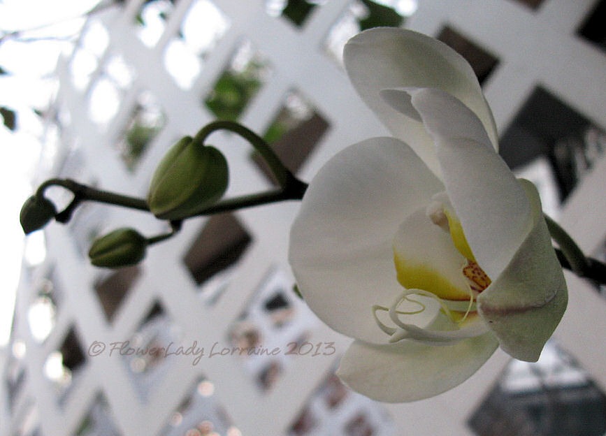 [02-03-orchid%255B4%255D.jpg]