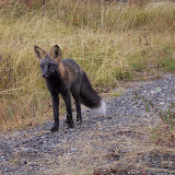 Wildlife