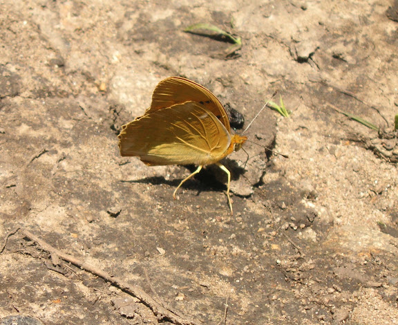 Nephargynnis anadiomene ella BREMER, 1864. Au sud d'Andreevka, 5 juillet 2011. Photo : J. Michel