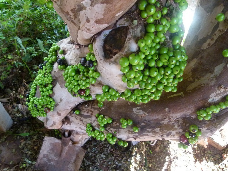 jabuticaba-3 jabuticaba-3