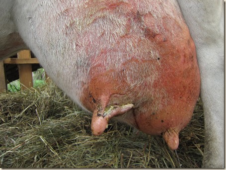 Cow teat 001 Cow teat 001
