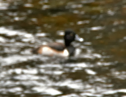 DSC_0854.jpg DSC 0854