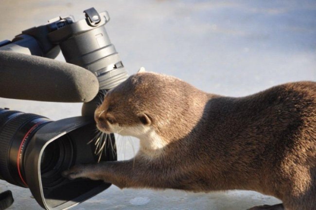 [Otter%2520with%2520video%2520camera%2520on%2520ice%2520%2528resized%2529%255B2%255D.jpg]
