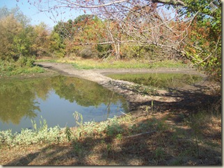 fall potatoes-3 ponds- bees 049