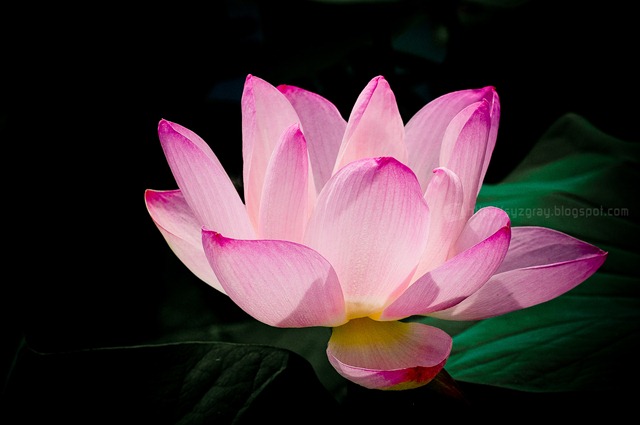 DSC_2519 DSC_2519