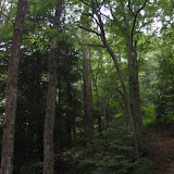 Poplar Run 2003