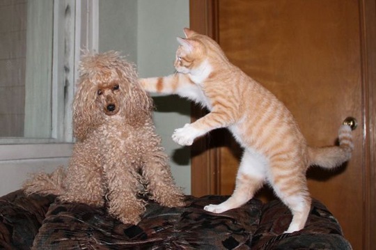 [funny-animals-haha-19%255B2%255D.jpg]