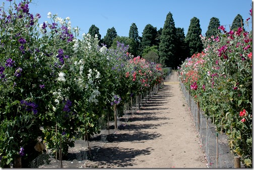 wisley 018