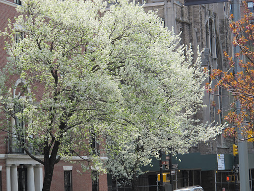 The blossoming trees on Park brighten the morning commute.