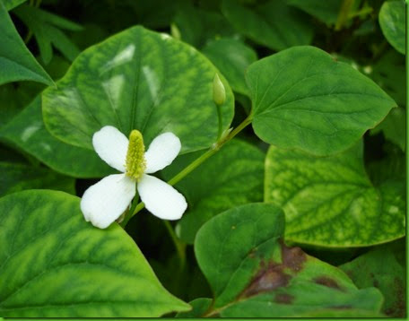 Houttuynia_cordata Houttuynia_cordata