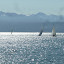 20e Classique des 6.50m 2009
