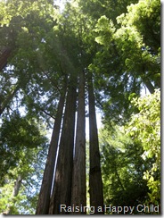 July24_Redwoods3