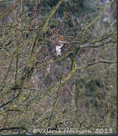20-grey-squirrel 20-grey-squirrel