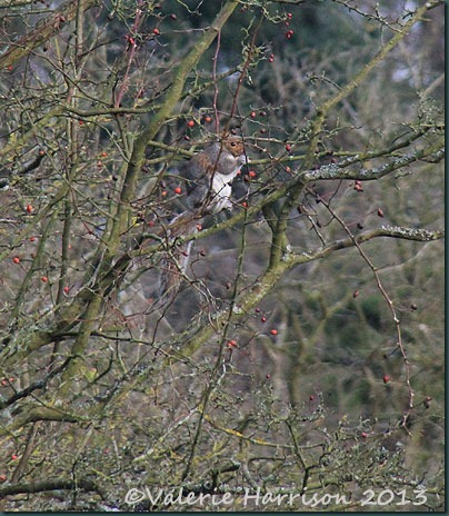 20-grey-squirrel