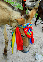 DSCN0099.JPG