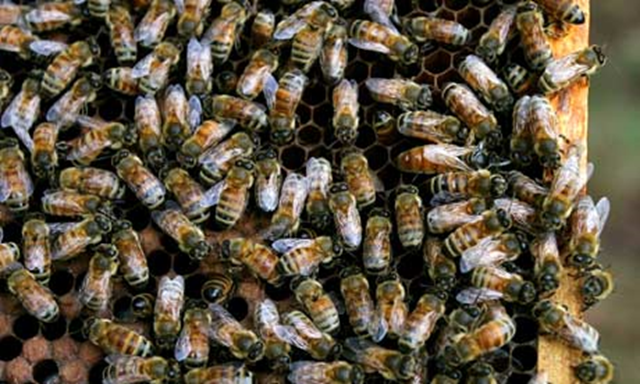 The UK government has launched an 'urgent' review of the crisis facing bees and other pollinators in the UK and pledged to introduce a national pollinator strategy. Photo: Saul Loeb / AFP / Getty Images