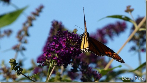 morn walk and swallows_008