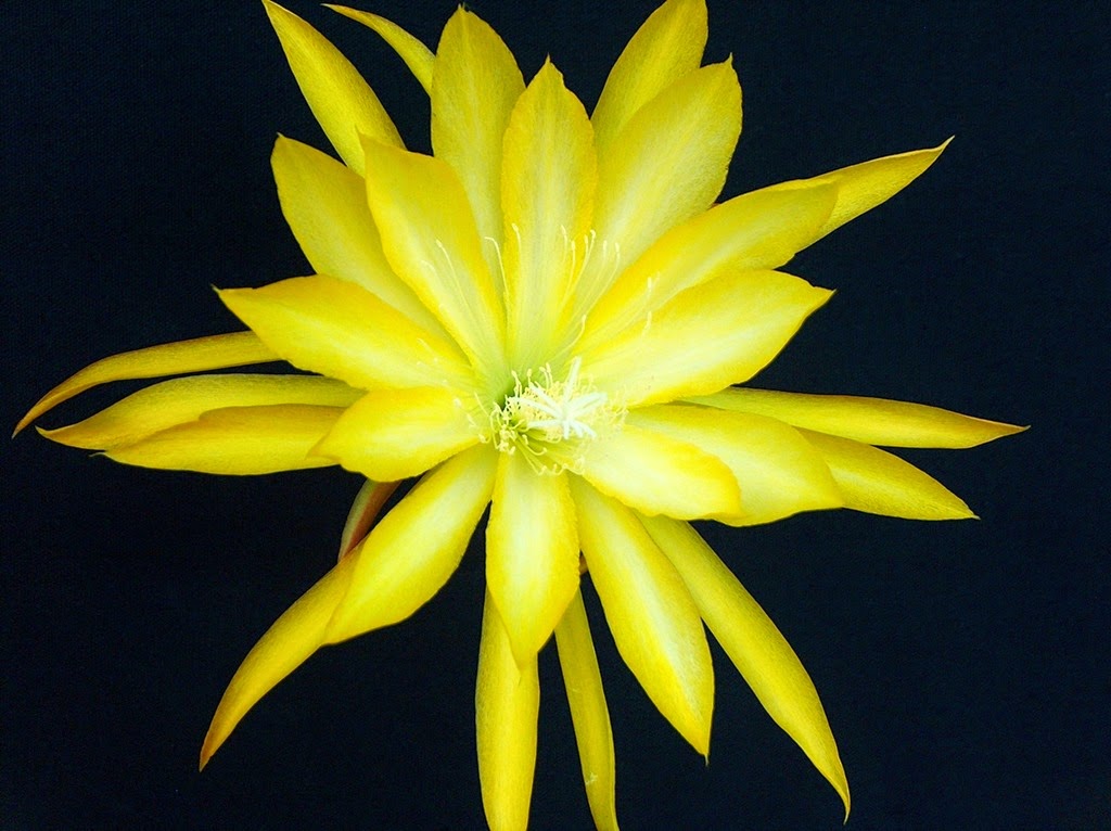 [EPI-ERNEST-W-ANGUS6.jpg]