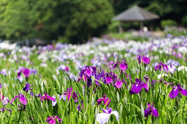 卯辰山花菖蒲園の写真