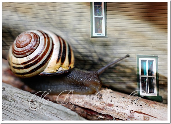 SNAIL HOUSE 57 WM