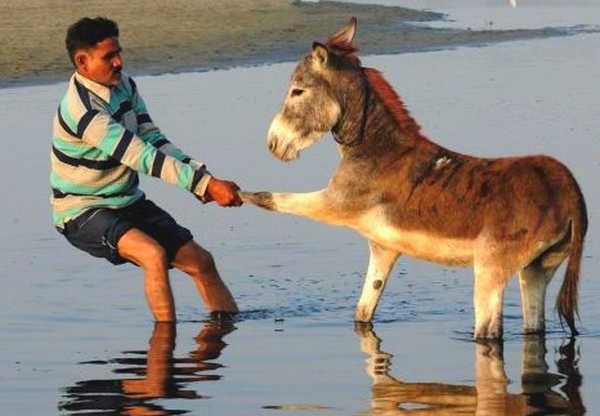 8- Dar com os burros n’água 8- Dar com os burros n’água