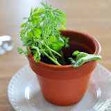 Pot de radis et carottes.
Non, ça nest pas planté dans la terre, mais dans un faux sol de malt toasté, sous lequel réside une crème à lestragon.