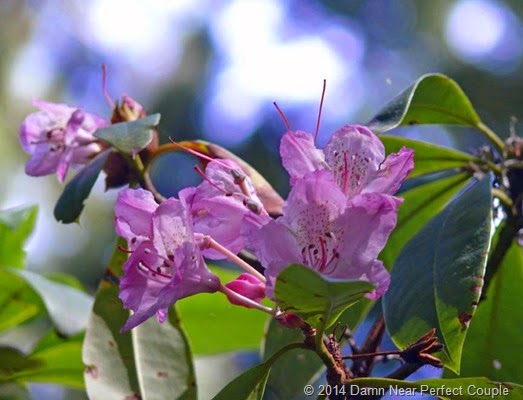 Wild Rhody