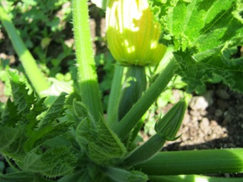 Zuchinniplant1 12 10