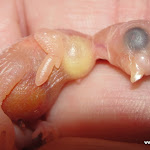 Jan 11-12 Newborn.JPG
